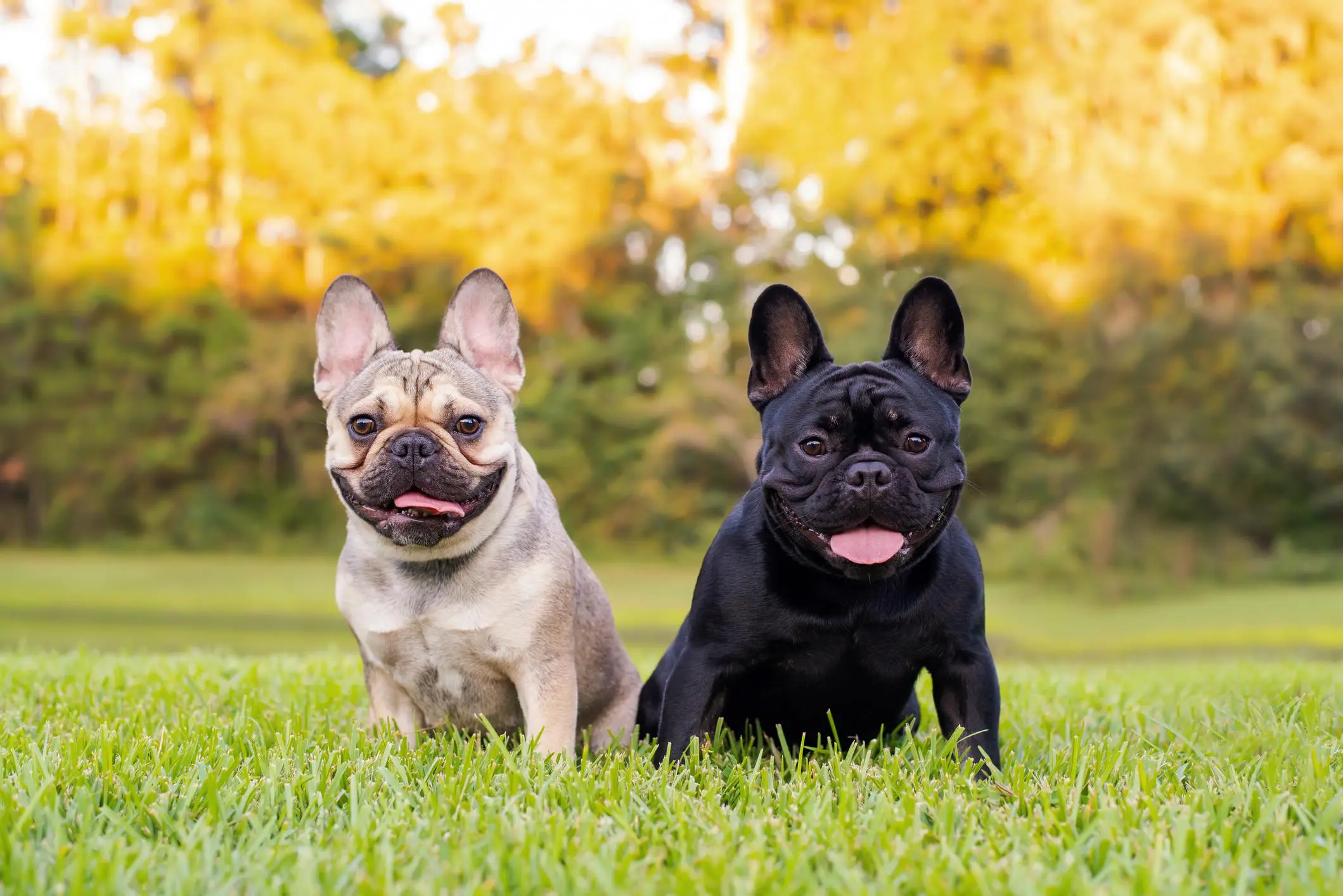 Two French Bulldogs sitting on grass.