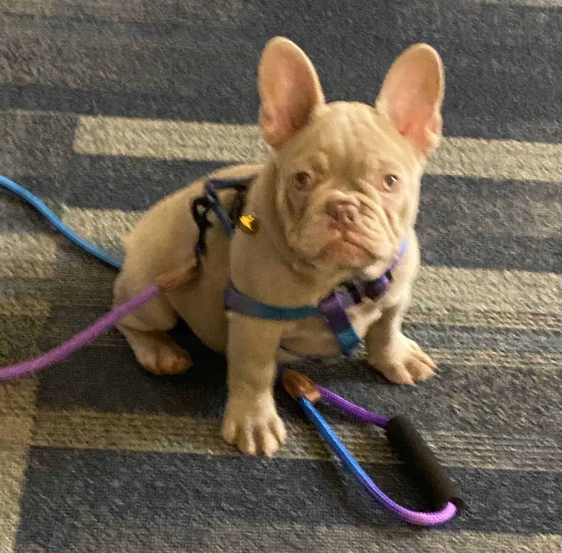 Char pup Char pup