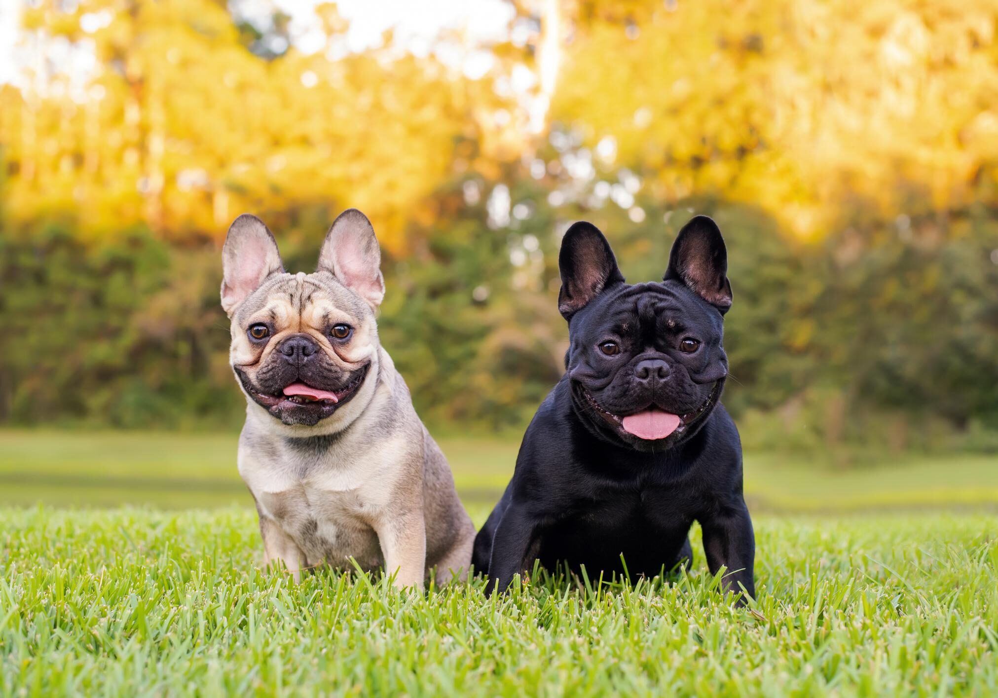 Two French Bulldogs sitting on grass.
